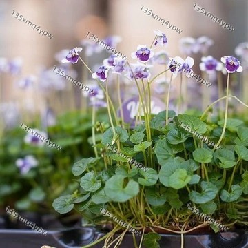 台灣現貨 熊貓堇種子（500粒）四季種植 熊貓臉花色 秋播必買 陽台盆栽吊盆 冬春開花 耐寒花卉 花壇綠化 景觀植物種子