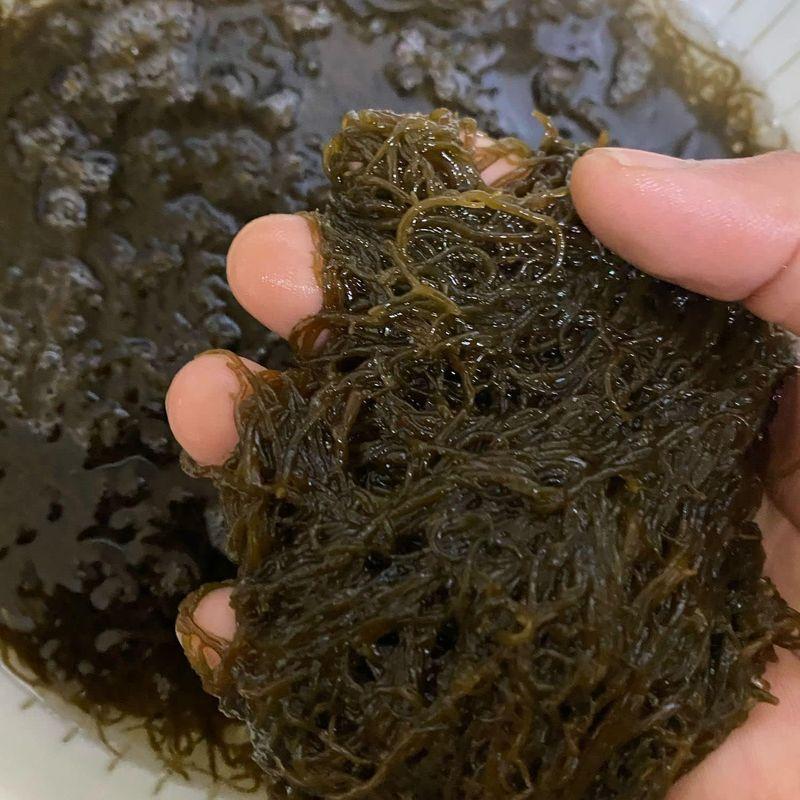 新物奄美大島産 塩蔵 もずく 500g 歯応え