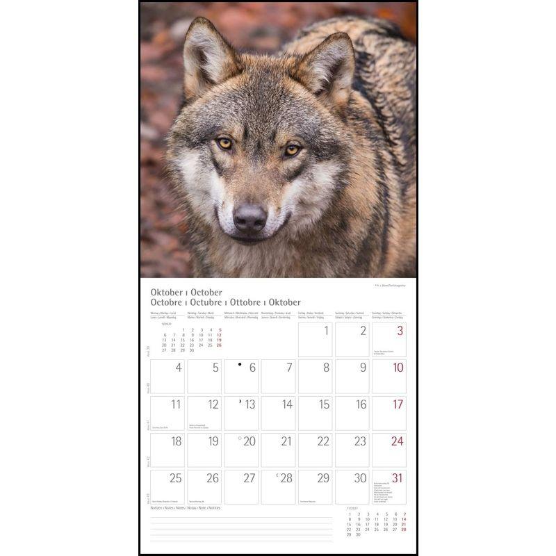 Woelfe Wolves Broschuerenkalender Wandkalender mit herausne