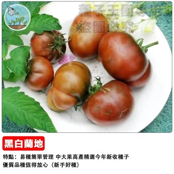 黑白蘭地番茄  盆栽陽台  濃香型觀賞番茄 台灣水果番茄 黑柿仔蕃茄 家庭菜園種子 易種植 開花香味濃郁 新手適合