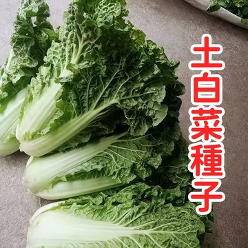 臺灣土白菜種子 本土當季蔬菜籽 耐熱小白菜 家庭菜園盆栽 四季可播種 快收成葉菜 有機自種陽臺菜苗 新手友善