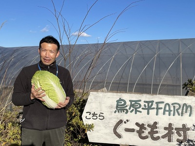 無農薬大玉白菜　1個　山梨県北杜市白州産