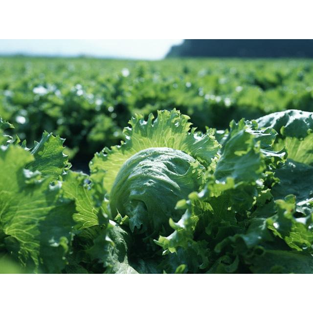 おためし基本野菜詰め合わせ 国産野菜10種と旬のおまかせ3種