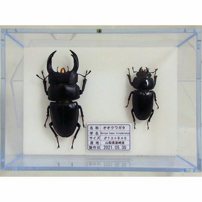 世界のカブトムシ・クワガタムシ標本9点セット カブト クワガタ 標本