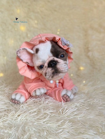 灰色法国斗牛犬逼真的玩具小狗