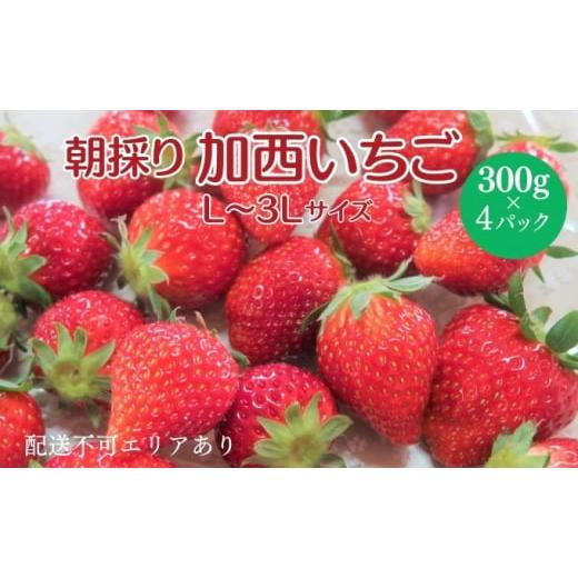 ふるさと納税 兵庫県 加西市 朝採り 加西市いちご 300g×4パック[ イチゴ 苺 とちおとめ