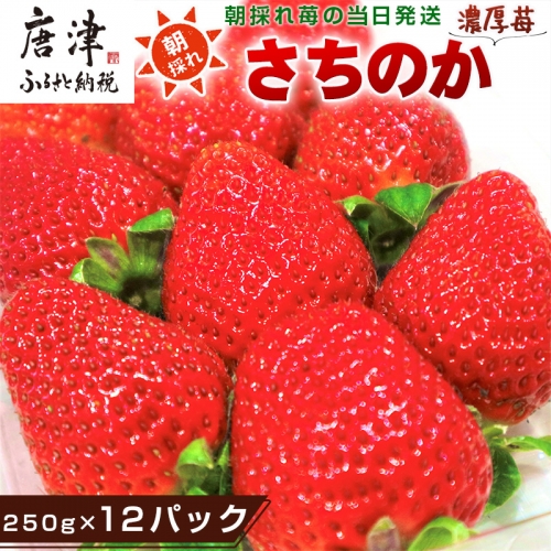 『予約受付』濃厚苺 さちのか 250g×12パック(合計3kg) 濃厚いちご 苺 イチゴ 果物 フルーツ ビタミン