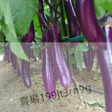 現貨🍆【12款茄子種子】🍆（250粒）新種上市 超多款茄子種子 四季紫紅長茄王種子  綠罐茄子 陽臺田園盆栽四季種植蔬菜