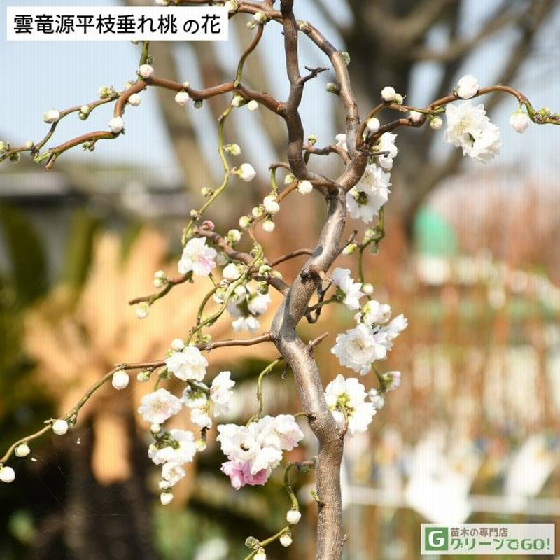 アーモンド ーーシンボルツリー 桜 桃 花木ーー アーモンド ーーシンボルツリー 桜 桃 花木ーー