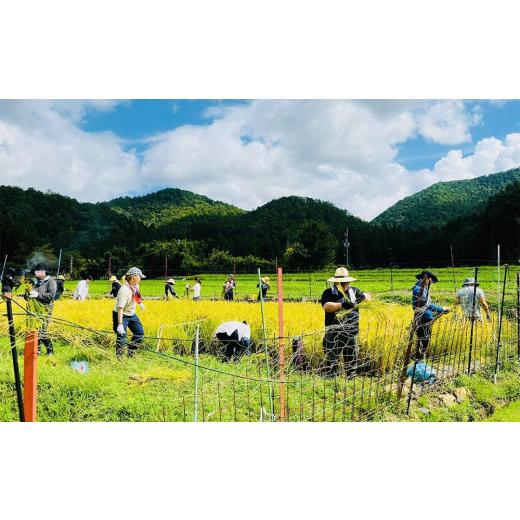 ふるさと納税 京都府 京都市 〈新米〉京都岩倉さかばら産　きぬひかり（5kg×2袋）