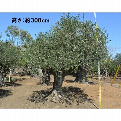 スペインオリーブ 古木 M 約300cm 直輸 地植え 丈夫 現品 植木 シンボルツリー 庭木 苗 ガーデニング オリーブの木 記念樹 エクステリア  外構 高品質 | LINEブランドカタログ