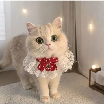【寵愛毛宅】貓咪蝴蝶結鈴鐺蕾絲項圈 寵物項圈 寵物蕾絲項圈 貓咪蕾絲項圈 貓咪蝴蝶結項圈 寵物拍照神器 頸部裝飾