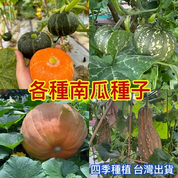 台灣現貨 南瓜種子（50粒）今年新種 無蔓南瓜鴛鴦梨南瓜板栗貝貝南瓜種子超高發芽 四季庭院陽台菜園種植自留老南瓜種子