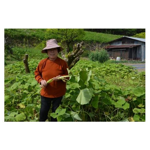 ふるさと納税 高知県 越知町 越知産市の季節の野菜セット(年12回発送)