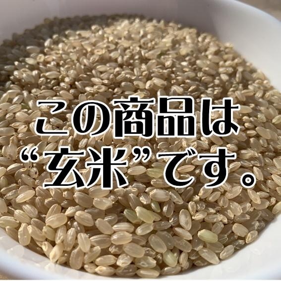 新米 令和5年産 米 お米 10kg 5kg×2 コシヒカリ 玄米 新潟  農家直送 糸魚川 能生米 送料無料