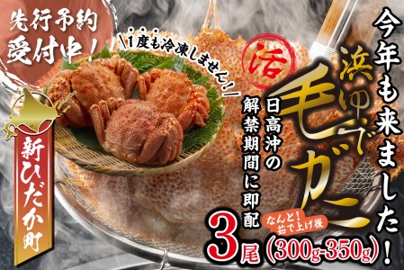 ＜2024年1月から順次発送＞ 北海道産 かに 浜ゆで 毛がに 3尾 計 900g 以上 ＜ 予約商品 ＞ 毛ガニ 毛がに かに 北海道 毛ガニ 毛がに かに 冷蔵 毛蟹 けがに 蟹 カニ かに味噌 カニ味噌 新鮮 旬 ボイル 浜茹で 海鮮 海産物 新鮮 旬 魚介 蟹味噌 みそ