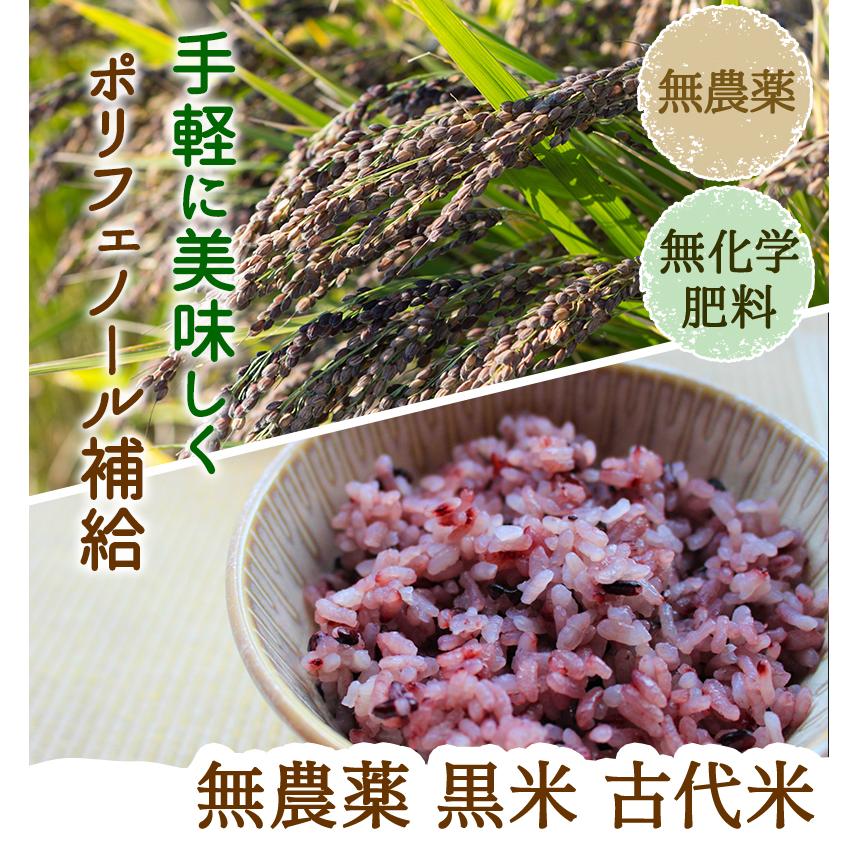 黒米（紫黒苑・古代米）1kg 福井県令和5年産 無農薬・無化学肥料栽培