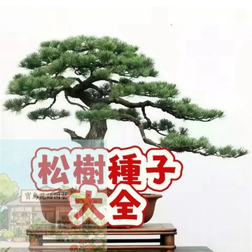 隔日達 （ 松樹種子大全） 四季種植  盆栽旺宅 好運 觀賞盆栽  當季新種 發芽率高 懶人易種易活