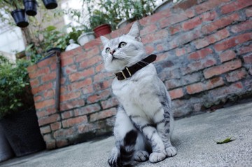 Shekinah 手工皮革 - 簡約質感項圈 ( M L XL )