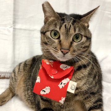 【快速出貨_現貨】寵物紅包袋 寵物平安符袋 小紅包