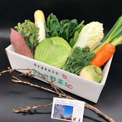 ふるさと納税 掛川市 於愛の方 ふるさとの味 オーガニック野菜セット  (旬の有機野菜)Mセット