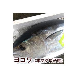 刺身用　ヨコワ（本マグロの子）柵（冷凍）片身分（290-320ｇ）（兵庫浜坂産）（高鮮度3D凍結）（よこわ・まぐろ・鮪・刺身・よこわ・フィレ）