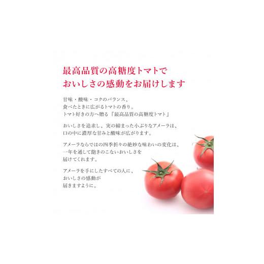 ふるさと納税 静岡県 藤枝市 アメーラ トマト 約 1kg 12-16玉