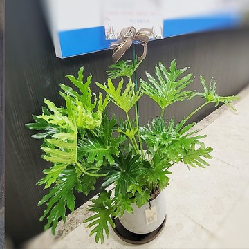大天使蔓綠榕 室內觀賞植物綠化盆栽植栽