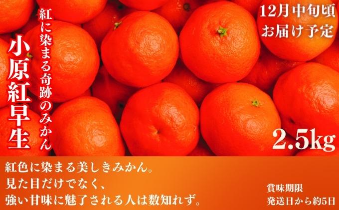 フルーツ 定期便 4回　旬に出逢う城下町の果実 定期配送 いちご 桃 シャインマスカット みかん 果実 果物 ぶどう