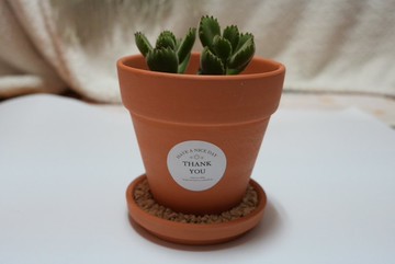 徙樂 Thank You 好日子多肉