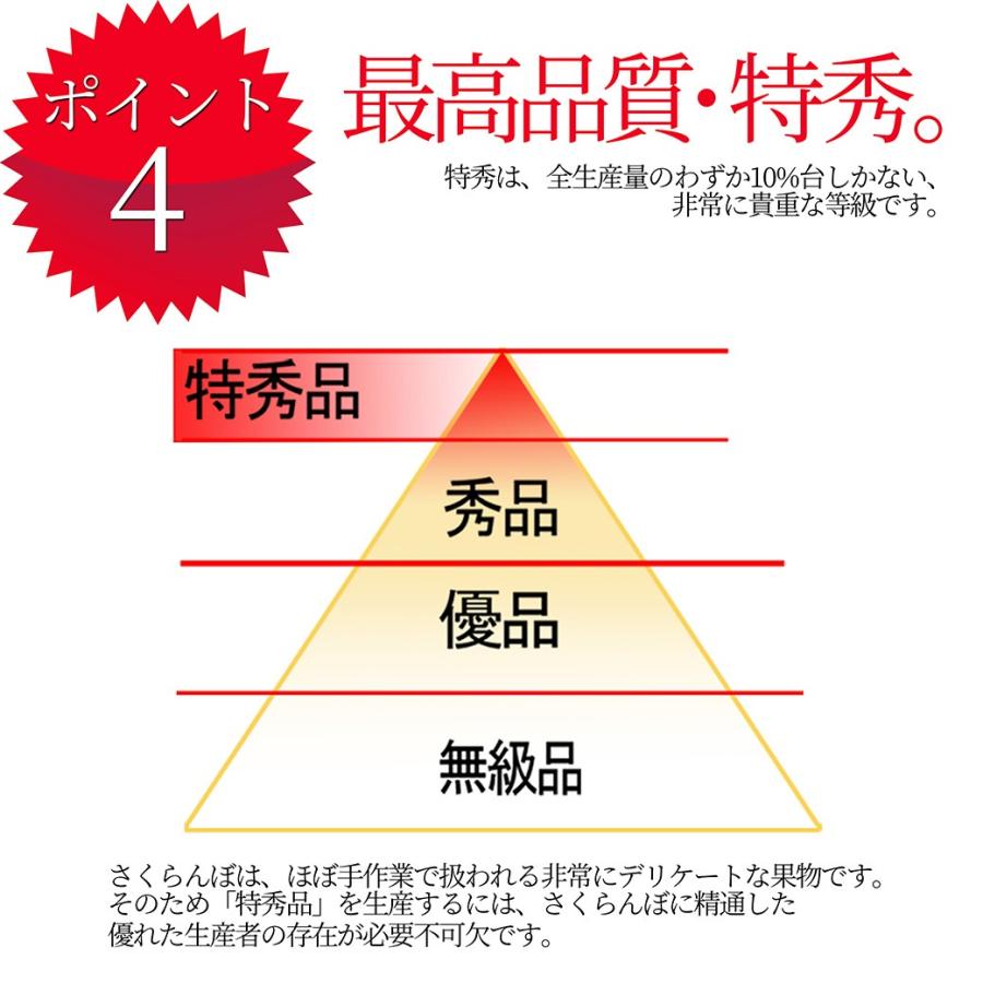 さくらんぼ 佐藤錦 2L 1kg（500g×2) 山形 特秀 贈答品 2024 山形県産 サクランボ 大粒 取り寄せ 送料無料 (遠方送料加算)