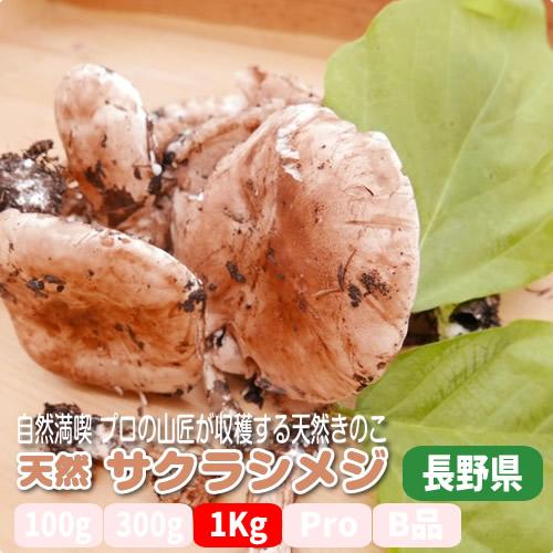 天然キノコ サクラシメジ - 食品