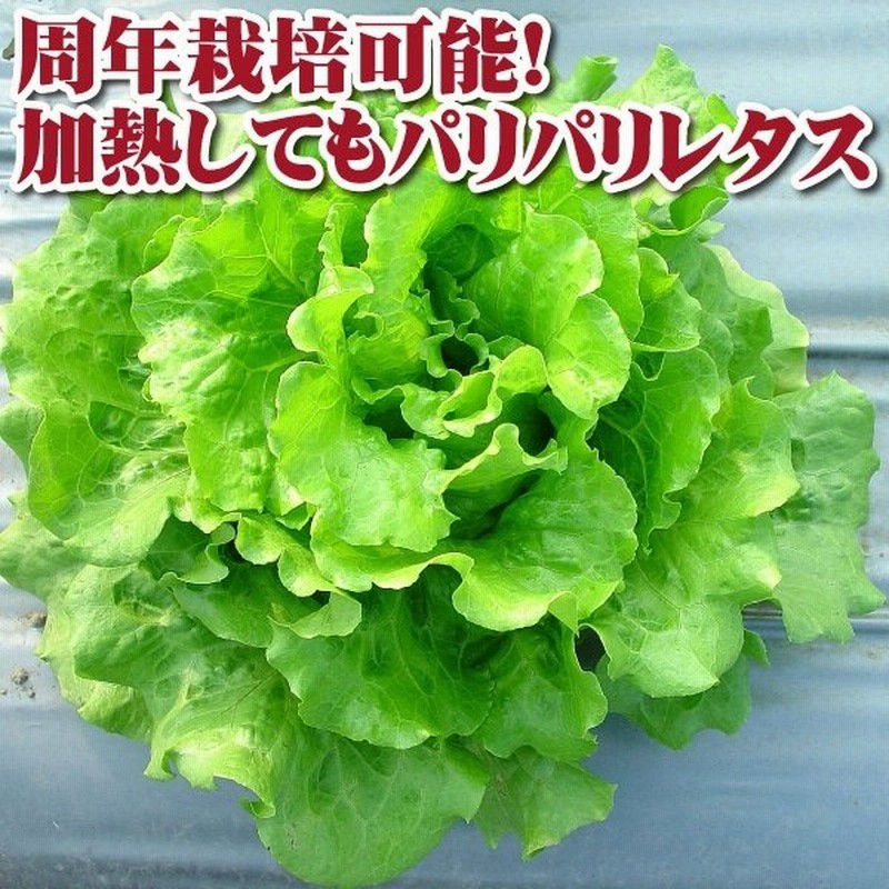 レタス 種 野菜たね ラクレタス 1袋 2ml 野菜のタネ 野菜 種子 レタスの種 タネ Ytc46 国華園 通販 Lineポイント最大get Lineショッピング