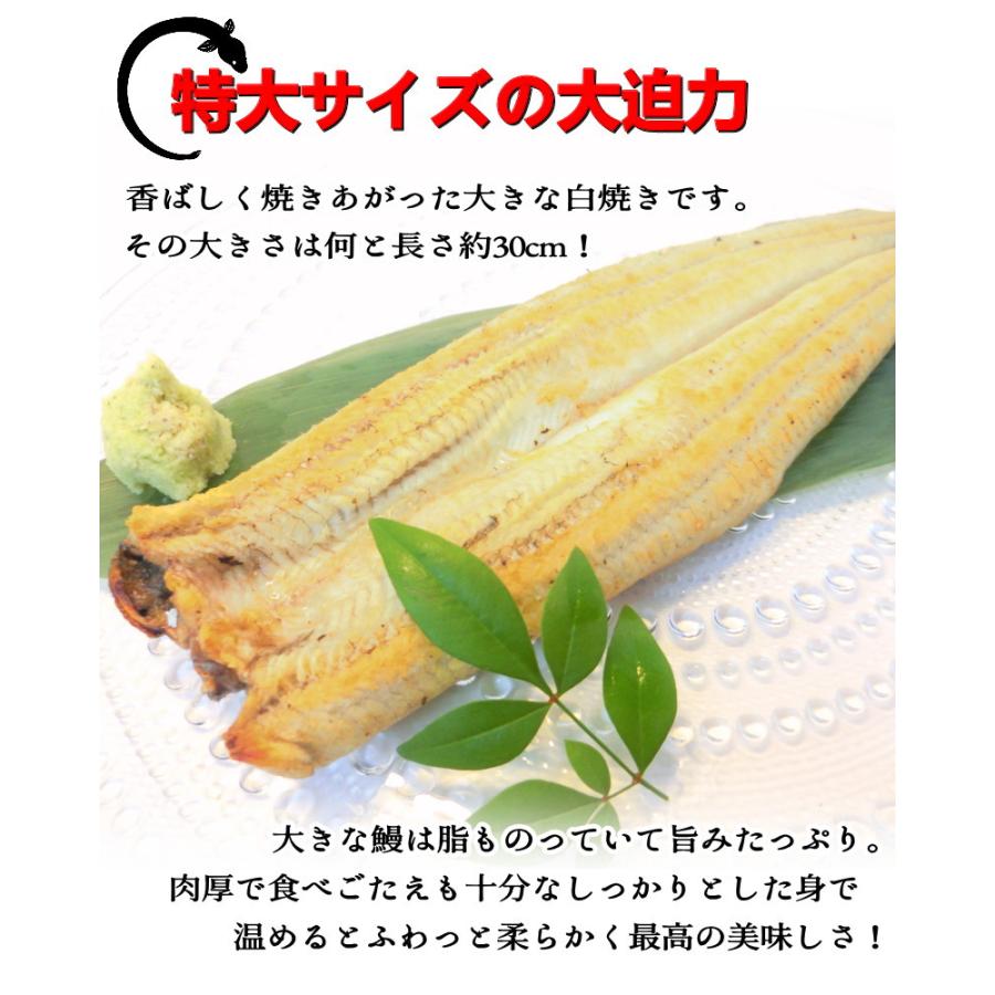 うなぎ 白焼き　鰻の白焼き　長焼き　鰻　うなぎ　白焼き　・うなぎ白焼き・