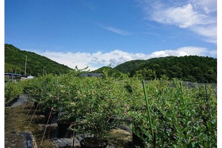 淡路島　馬回集落のブルーベリー 1kg