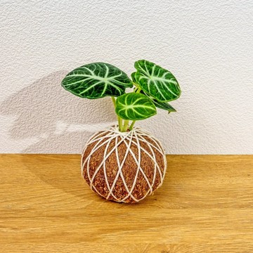 苔球植物 忍者觀音蓮苔球 苔玉 禮物 送禮 桌上盆栽