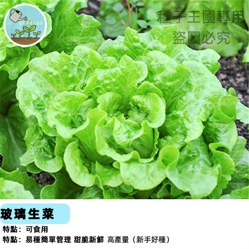 生菜種子  萵苣種子 義大利生菜種子 清脆快收 火鍋沙拉必備 四季可種 陽台盆栽 家庭菜園 新手友善 耐熱品種