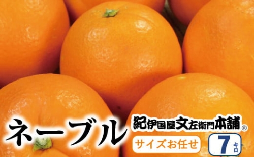 ネーブル 約7kg サイズおまかせ　※2024年1月中旬～2月上旬頃に順次発送予定(お届け日指定不可)　紀伊国屋文左衛門本舗