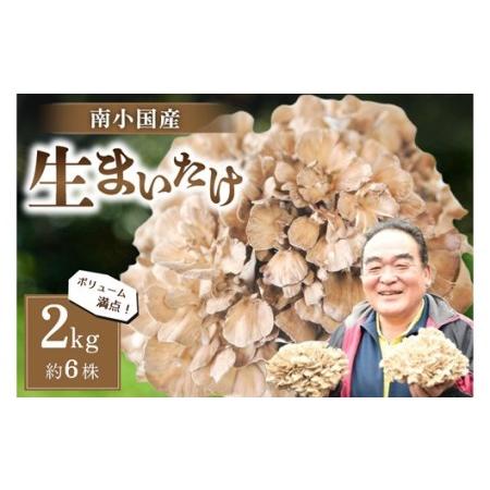 ふるさと納税 うまみ＆栄養が自慢♪の生まいたけ２ｋｇ（約６株） 熊本県南小国町