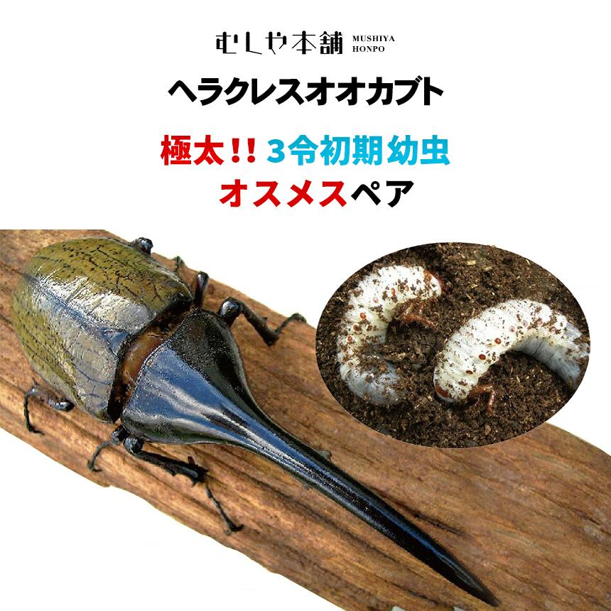 昆虫）ヘラクレスエクアトリアヌス エクアドル ミサワジ産 幼虫（２〜３令）（１匹） 北海道・九州航空便要保温