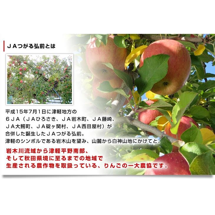 青森県より産地直送 JAつがる弘前 紅玉 約3キロ (9玉から13玉) 送料無料 りんご リンゴ 林檎