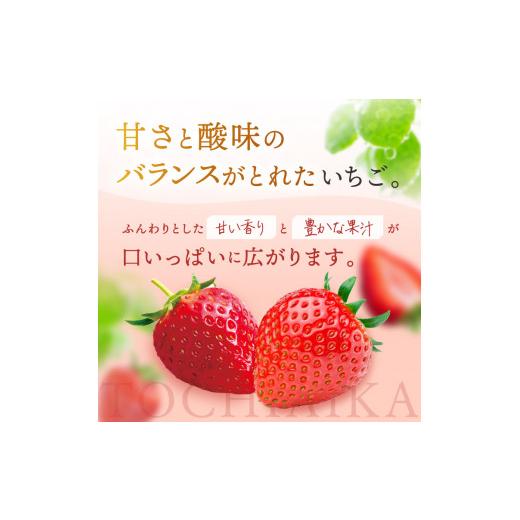 ふるさと納税 栃木県 真岡市 朝採れのいちご とちおとめ 3000g 真岡市 栃木県 送料無料