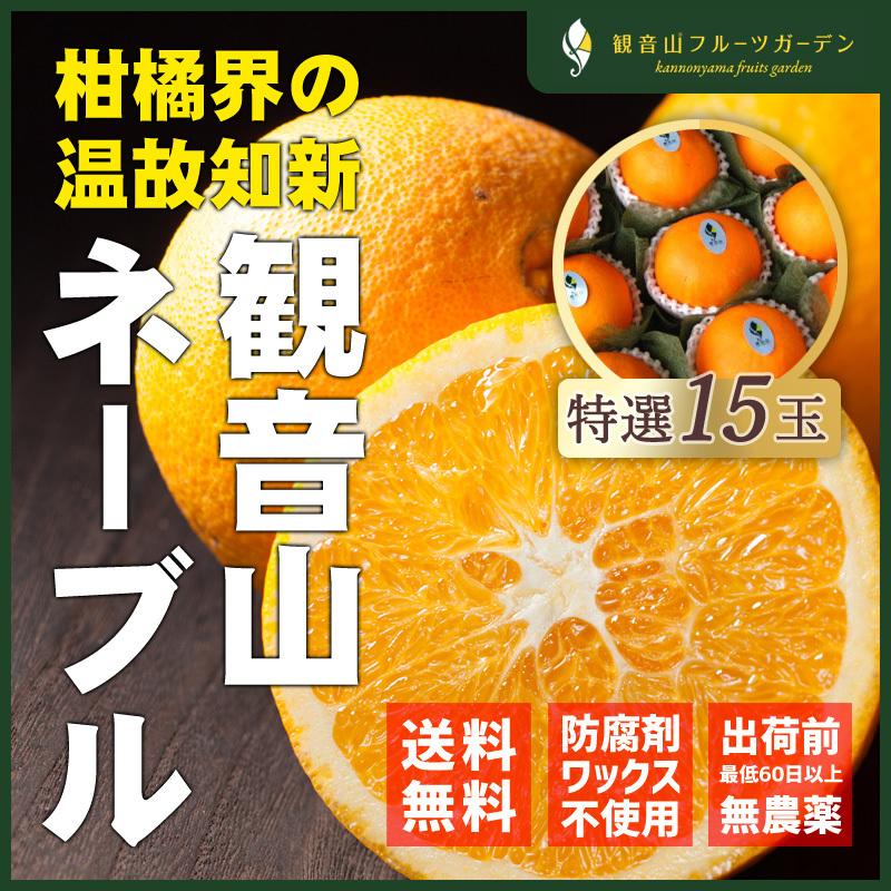 ネーブル 和歌山 観音山 紀ノ川ネーブル 特選品 15玉 観音山フルーツガーデン 送料無料