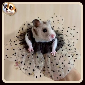 【XL-LX】倉鼠專用小衣服 倉鼠小裙子 圍兜 蜜袋鼬 金絲熊 花枝鼠 荷蘭豬 龍貓 小寵服飾