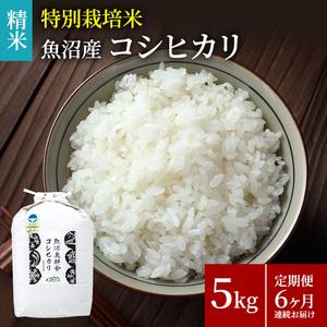 ふるさと納税 定期便 6ヶ月 連続お届け 特別栽培米 魚沼産コシヒカリ （精米） 5kg （ 米 コシヒカリ 魚沼産 精米 白米 お米 こめ コメ こしひか.. 新潟県魚沼市