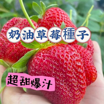 現貨💥 草莓種子奶油草莓種子（250粒） 紅顏草莓 爬藤草莓 水果種子 四季開花結 陽台庭院可種植 種不活可退