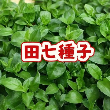 現貨速發【稀有田七種子】當季新籽 發芽率高  自家陽臺變療癒秘境，見證活血奇蹟生長，超療癒心靈綠植，限量珍藏版！