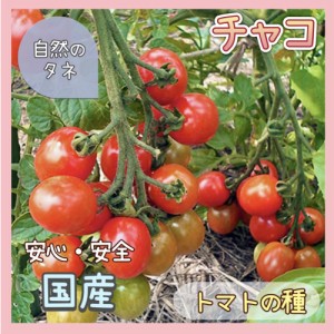 「チャコ」トマトの種 化学肥料 農薬不使用で栽培 家庭菜園 種 タネ 野菜