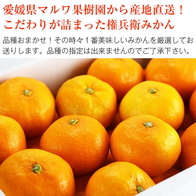 みかん 5kg 愛媛県産 秀品 権兵衛みかん 37〜63玉 S M Lサイズおまかせ マルワ果樹園 産地直送 蜜柑 ミカン フルーツ 果物 常温便 同梱不可 指定日不可