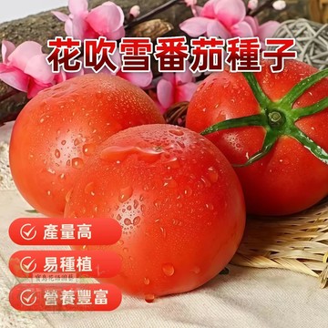 🔥花吹雪番茄 FQ-6超甜爆汁 小番茄 易種植 產量高 易栽好活 可盆栽 西紅柿種子~盆栽蔬菜種子 #tomato🍅